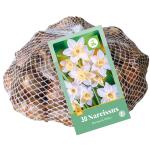 Narcissus Botanical White - Botanisch (30 stuks)