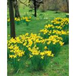 Narcissen February Gold