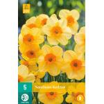 Narcissus Kedron - Botanisch (5 stuks)