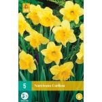 Narcissus Carlton - grootkronige narcis (5 stuks)