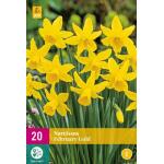 Narcissus February Gold (15 stuks)