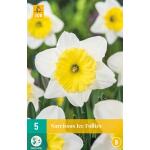 Narcissus Ice Follies - grootkronige narcis (5 stuks)