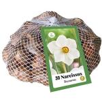 Narcissus Recurvus - netje (30 stuks)