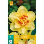 Narcissus Tahiti - dubbelbloemig (5 stuks)