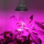 Supergrow LED-groeilamp 1,5W