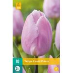 Tulipa Candy Prince - Enkel vroeg (10 stuks)