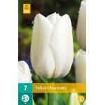 Tulipa Clearwater - enkele late tulp (7 stuks)