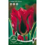 Tulpen Viridiflora Dolls Minuet