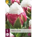 Tulipa Ice Cream - Tulp dubbellaat