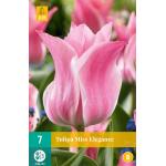 Tulipa Miss Elegance - Triumph (7 stuks)