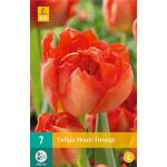 Tulipa Monte Orange - dubbelvroege tulp