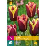 Tulipa My Favourite Topping - Triumph tulp (15 stuks)