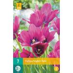 Tulipa Night Club - meerbloemige tulp (7 stuks)