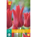 Tulipa Pieter de Leur - leliebloemige tulp