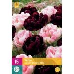 Tulipa Sweet Desire mix - dubbele late tulp (15 stuks)