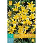 Tulipa Tarda - botanische tulp (10 stuks)