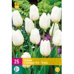 Tulipa Triumph - wit (20 stuks)