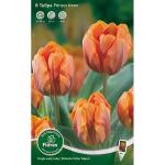 Tulpen Prinses Irene