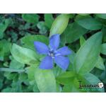 Vinca minor - Kleine maagdenpalm - Vinca minor