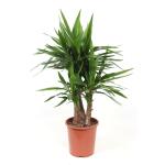 Yucca Elephantipes - 120 cm