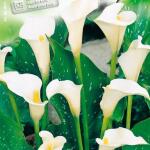 Zantedeschia Calla Albomaculata