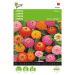 Zinnia Lilliput gemengd - Zinnia elegans