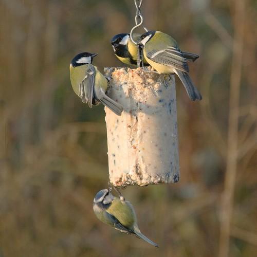 Afbeelding Wildbird Pindacake - Voer - Insecten door Tuinadvies.be